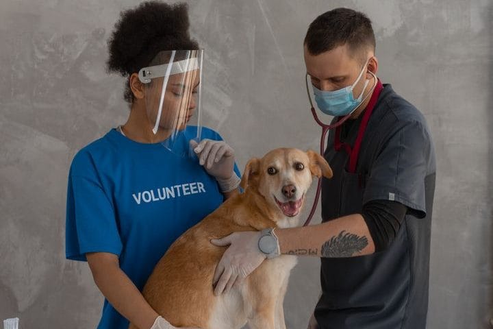 Pet Insurance Premiums Are Rising Fast in 2026: What to Actually Do About It