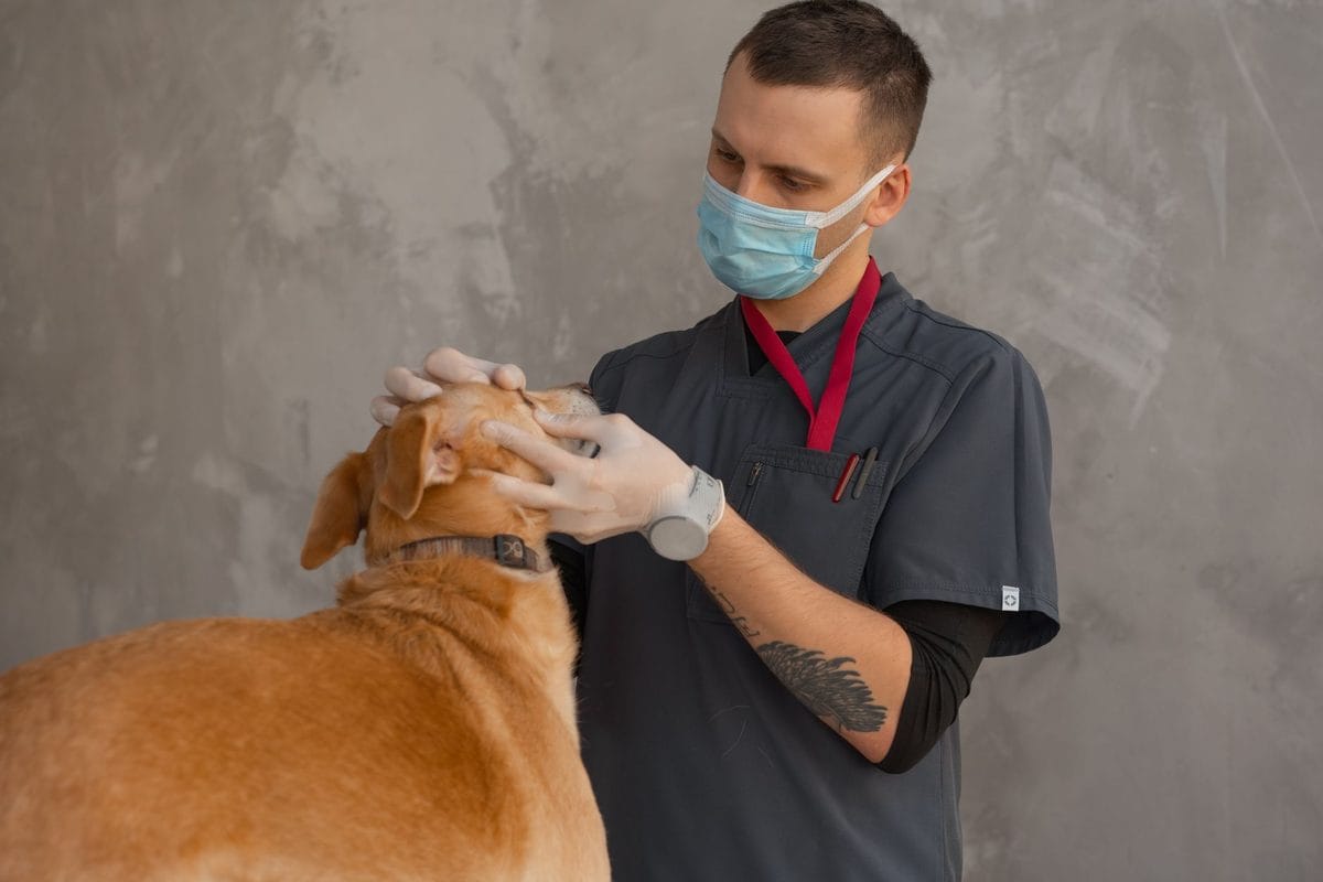 Pet Insurance in the UK: Why Vet Fee Inflation Is Pushing Premiums Up in 2026