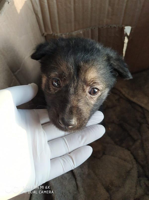 Pet Insurance in the UK: Is It Worth the Monthly Premium?