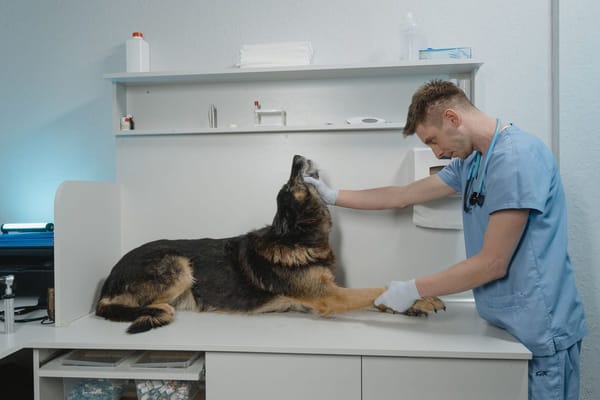 Pet Insurance in the UK: Lifetime vs Maximum Benefit Cover Explained